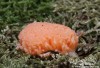 zlepníček jahodovitý ( rourkovka rezavá ) (Houby), Tubifera ferruginosa (Fungi)